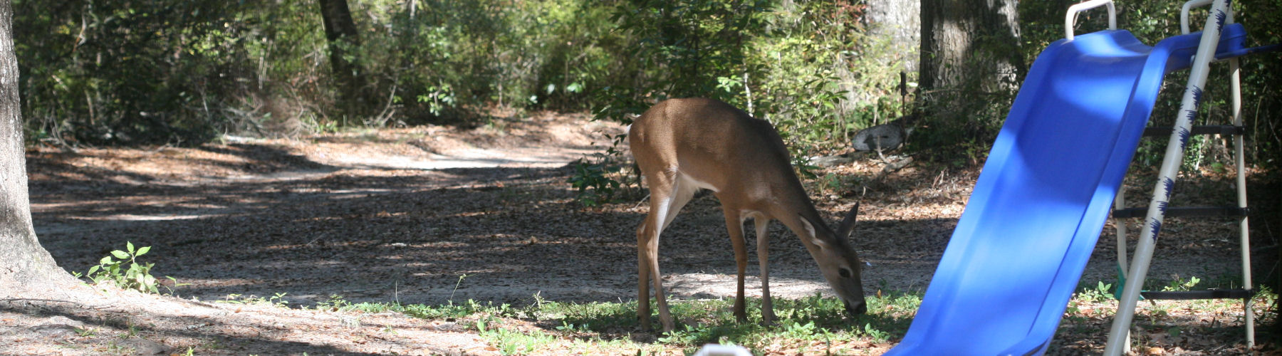 Deer eradication
